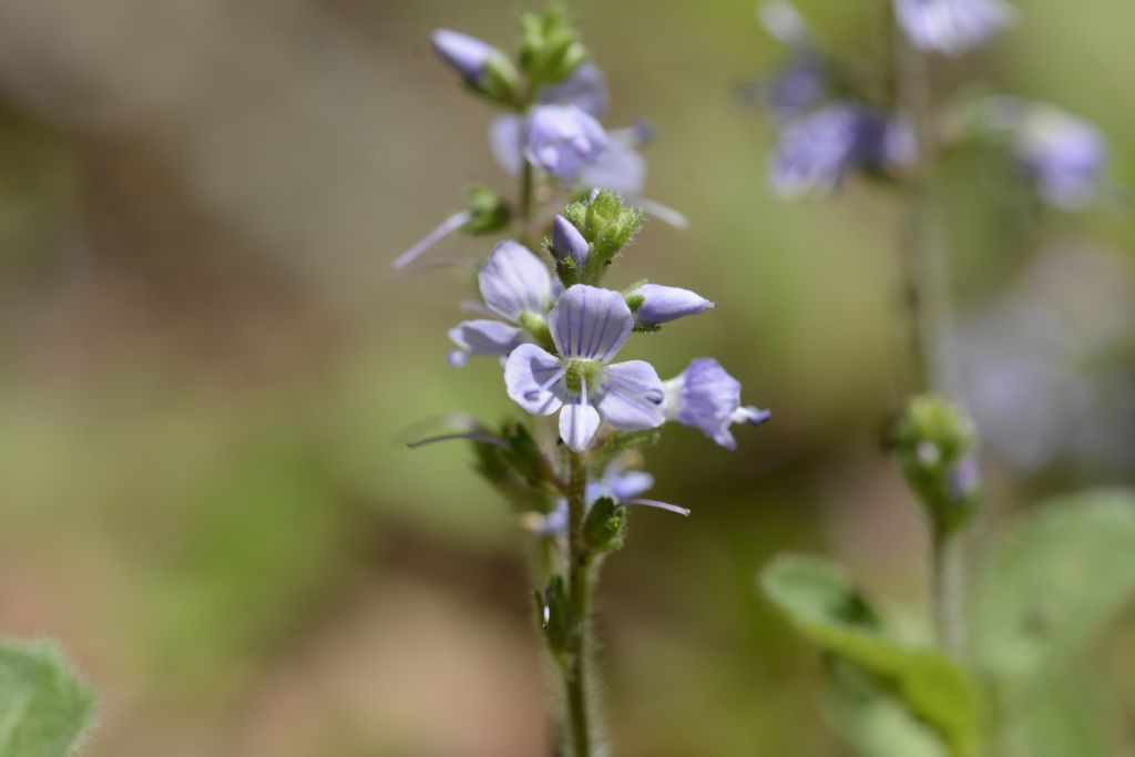 Veronica officinalis